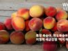특정 복숭아, 천도복숭아, 자두 치명적 세균감염 ‘먹지 마세요’
