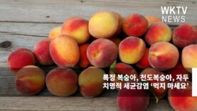 특정 복숭아, 천도복숭아, 자두 치명적 세균감염 ‘먹지 마세요’