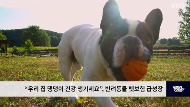 “우리 집 댕댕이 건강 챙기세요”, 반려동물 펫보험 급성장