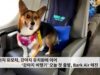 강아지 유모차, 강아지 유치원에 이어 ‘강아지 비행기’ 오늘 첫 출발, Bark Air 매진