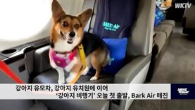 강아지 유모차, 강아지 유치원에 이어 ‘강아지 비행기’ 오늘 첫 출발, Bark Air 매진