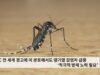 CDC 전 세계 경고에 미 본토에서도 뎅기열 감염자 급증 ‘적극적 방제 노력 필요’