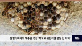 불볕더위에도 해충은 극성 ‘쑥으로 위협적인 말벌 집 퇴치’