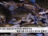해수 온도 상승으로 먹거리와 생태계 비상 ‘블루크랩 가격 오르고 찾기도 힘들어’