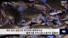 해수 온도 상승으로 먹거리와 생태계 비상 ‘블루크랩 가격 오르고 찾기도 힘들어’