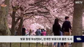 벚꽃 절정 워싱턴 DC, 만개한 벚꽃으로 물든 도시