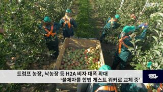 트럼프 농장, 낙농장 등 H2A 비자 대폭 확대 ‘불체자를 합법 게스트 워커로 교체 중’